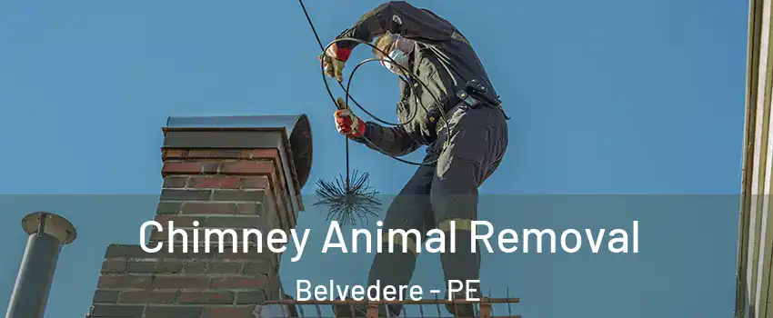 Chimney Animal Removal Belvedere - PE