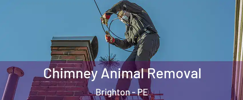 Chimney Animal Removal Brighton - PE