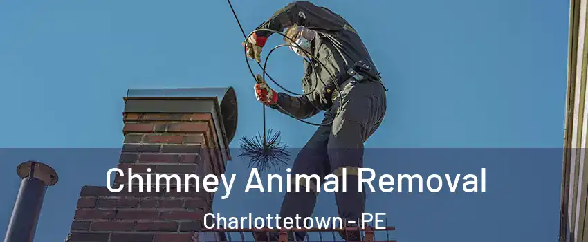 Chimney Animal Removal Charlottetown - PE