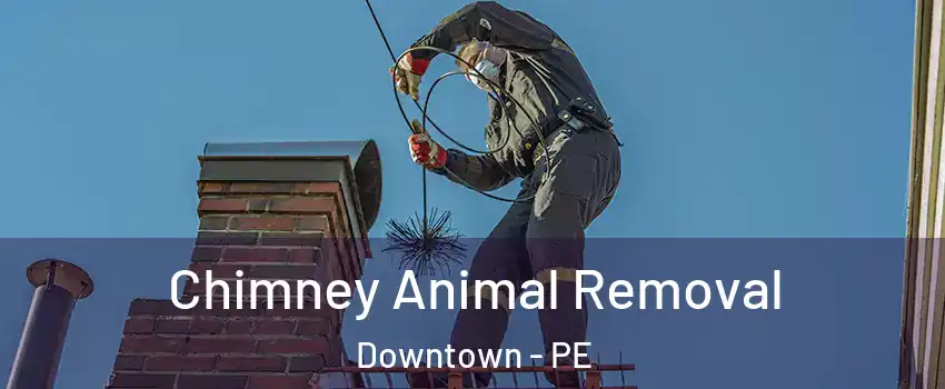Chimney Animal Removal Downtown - PE