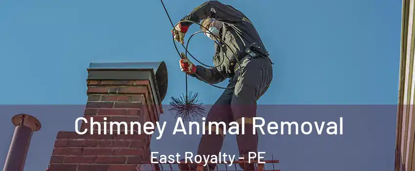Chimney Animal Removal East Royalty - PE