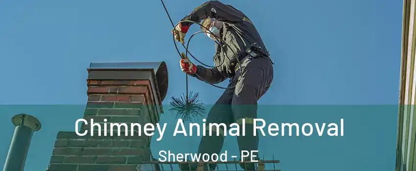 Chimney Animal Removal Sherwood - PE