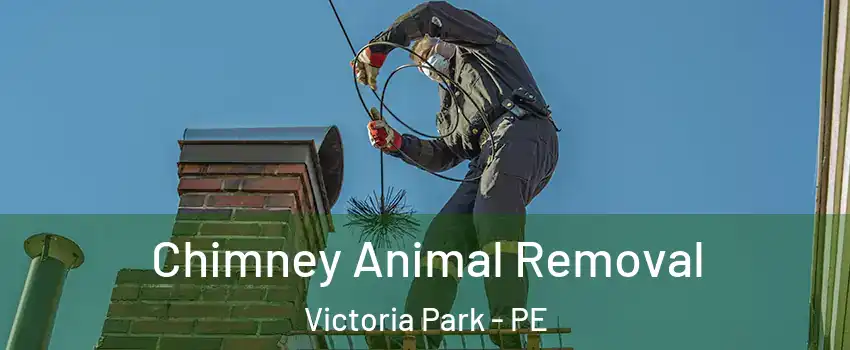 Chimney Animal Removal Victoria Park - PE