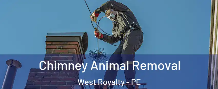 Chimney Animal Removal West Royalty - PE