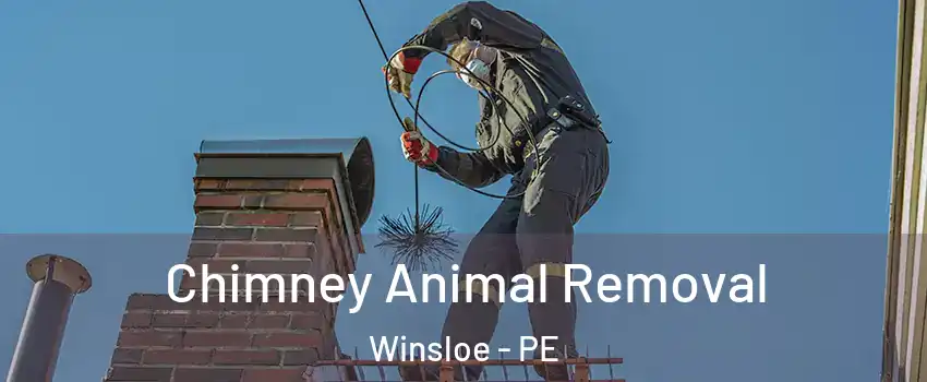 Chimney Animal Removal Winsloe - PE