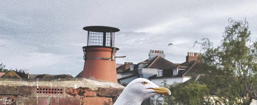 Chimney Cap Bird Guard Repair in Winsloe, Prince Edward